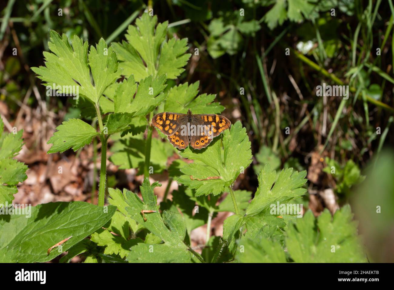 Wandbrauner Schmetterling mit offenen gefleckten Flügeln. Lasiommata megera. Stockfoto