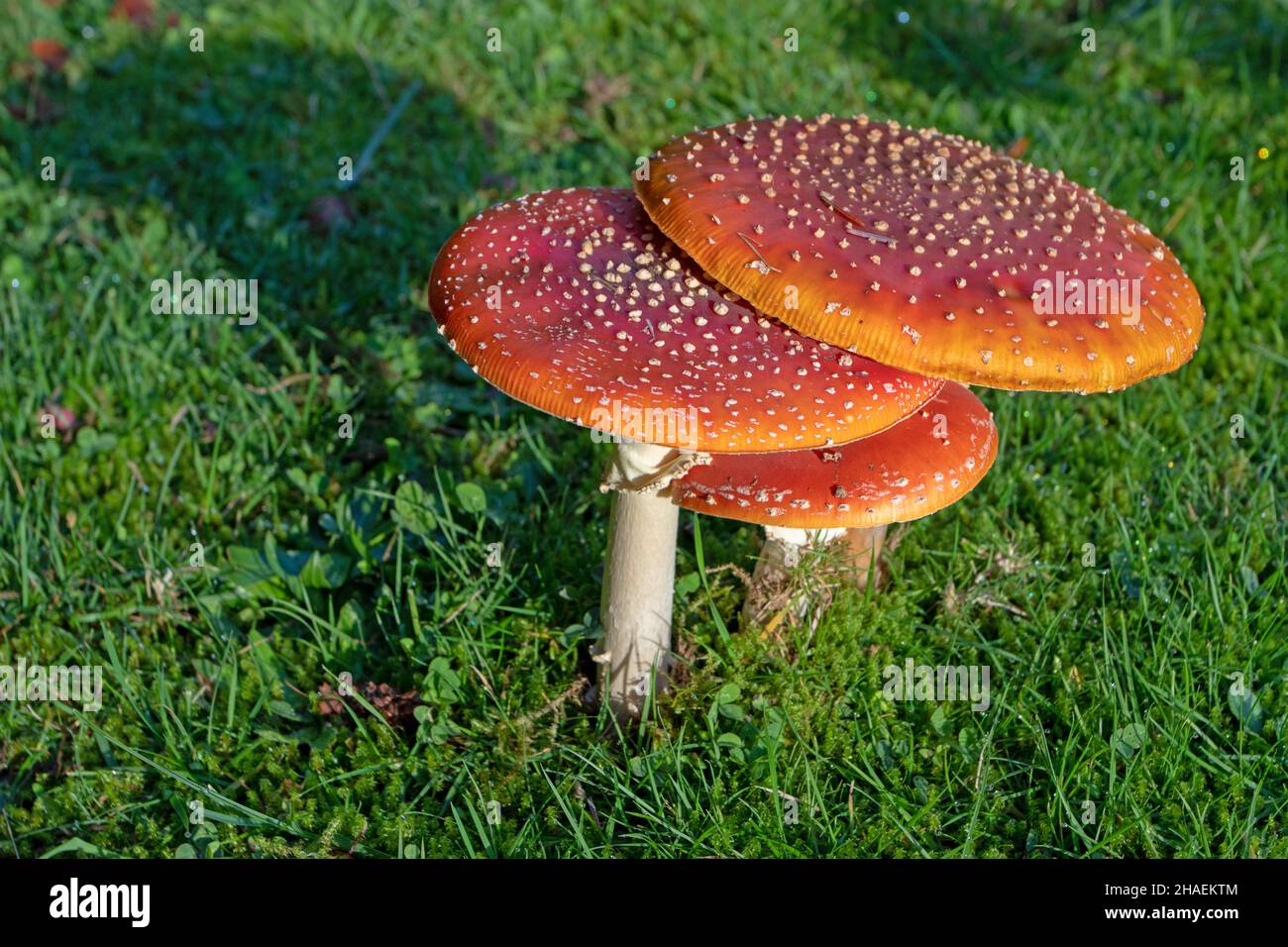 Fliegen Sie im Purificacion Tomas Park in Oviedo, Spai, Agaric-, Aganita- oder Amanita-Muscaria-Pilze mit flachen, leuchtend roten, mit weißen Warzen bedeckten Kappen Stockfoto