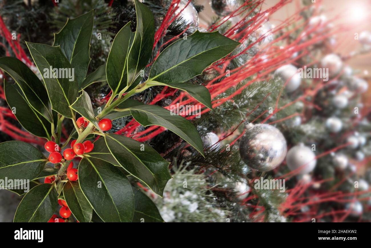 Weihnachtsstachelpflanze Zweig mit roten Beeren und grün glänzenden Blättern auf dem verzierten Tannenbaum verschwommen Hintergrund. Acebo. Stockfoto