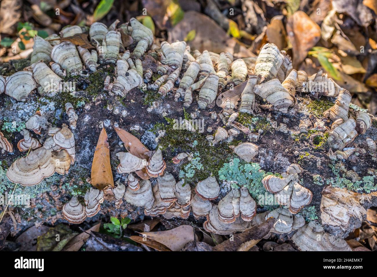 Ein gefallener Baumstamm, der auf dem Boden im Wald liegt, bedeckt mit Brackepilzen-Flechten und Moos, Nahaufnahme an einem sonnigen Herbsttag Stockfoto