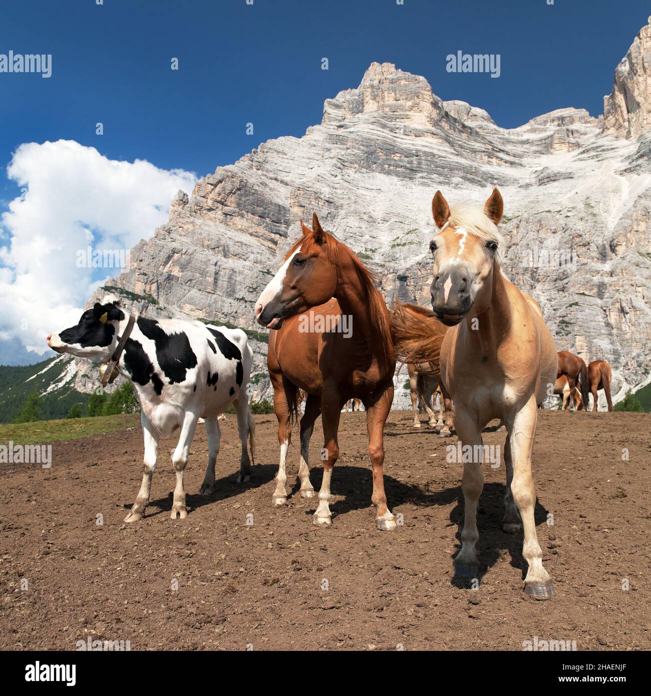 Kühe und Pferde unter dem Monte Pelmo in den italienischen Dolomiten Stockfoto