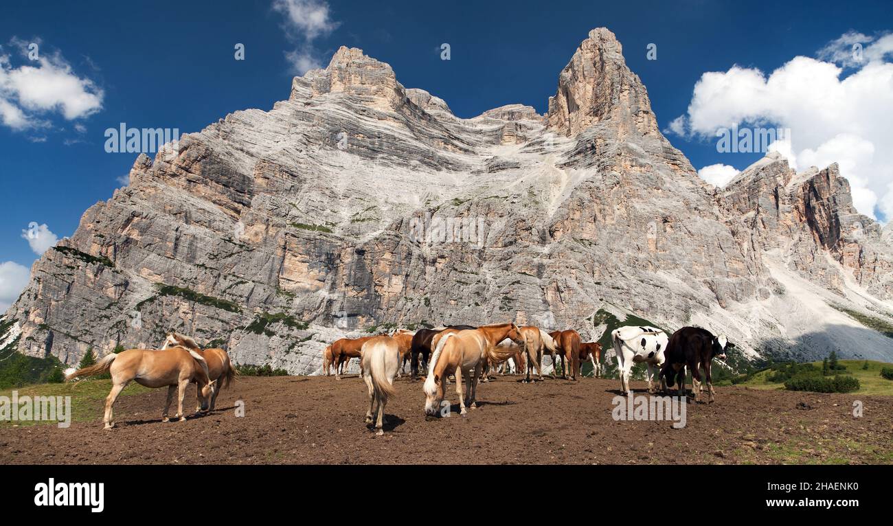 Kühe und Pferde unter dem Monte Pelmo in den italienischen Dolomiten Stockfoto