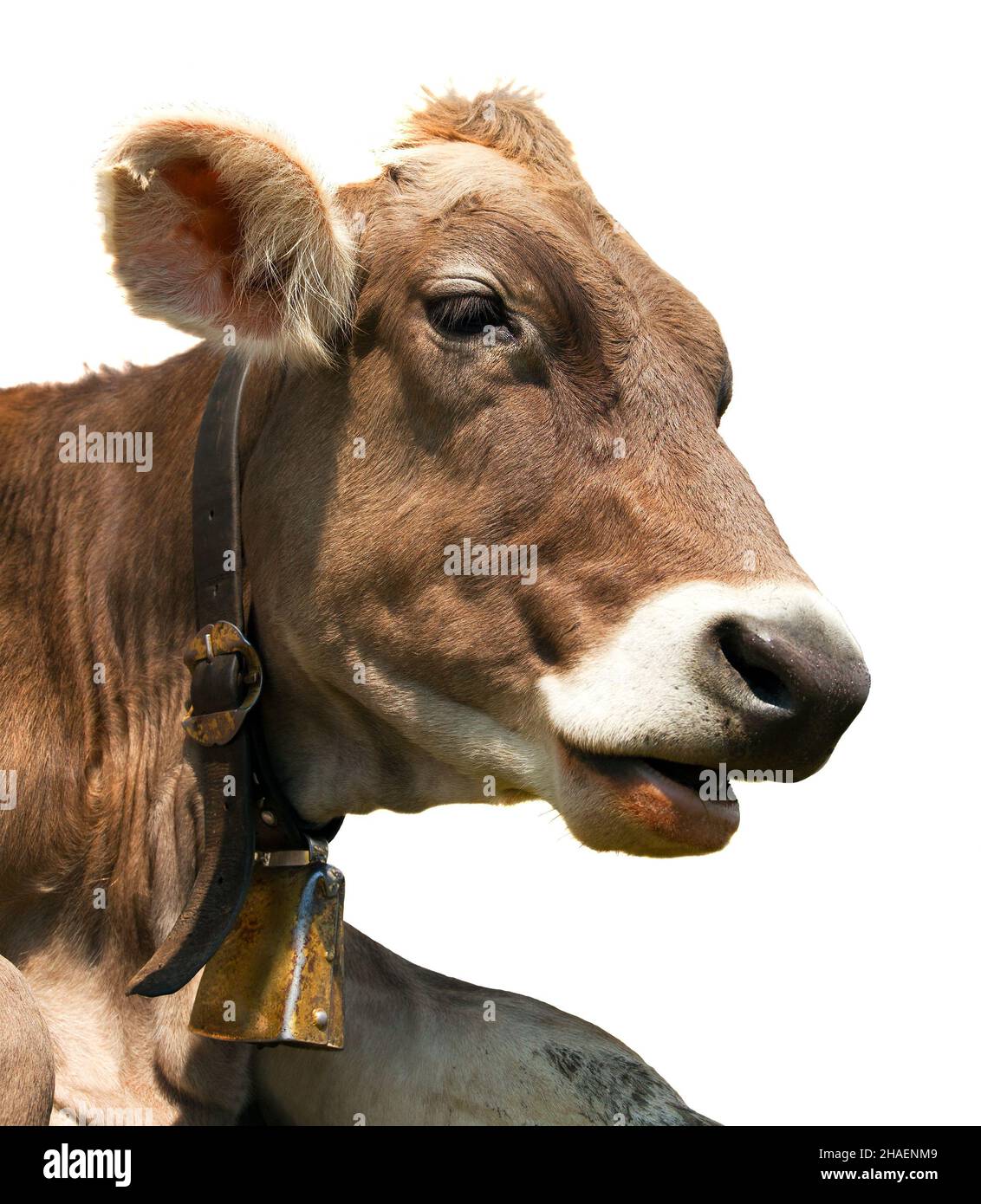 Kopf der braunen Kuh (bos primigenius taurus) Mit Kuhglocke isoliert auf weißem Hintergrund Stockfoto