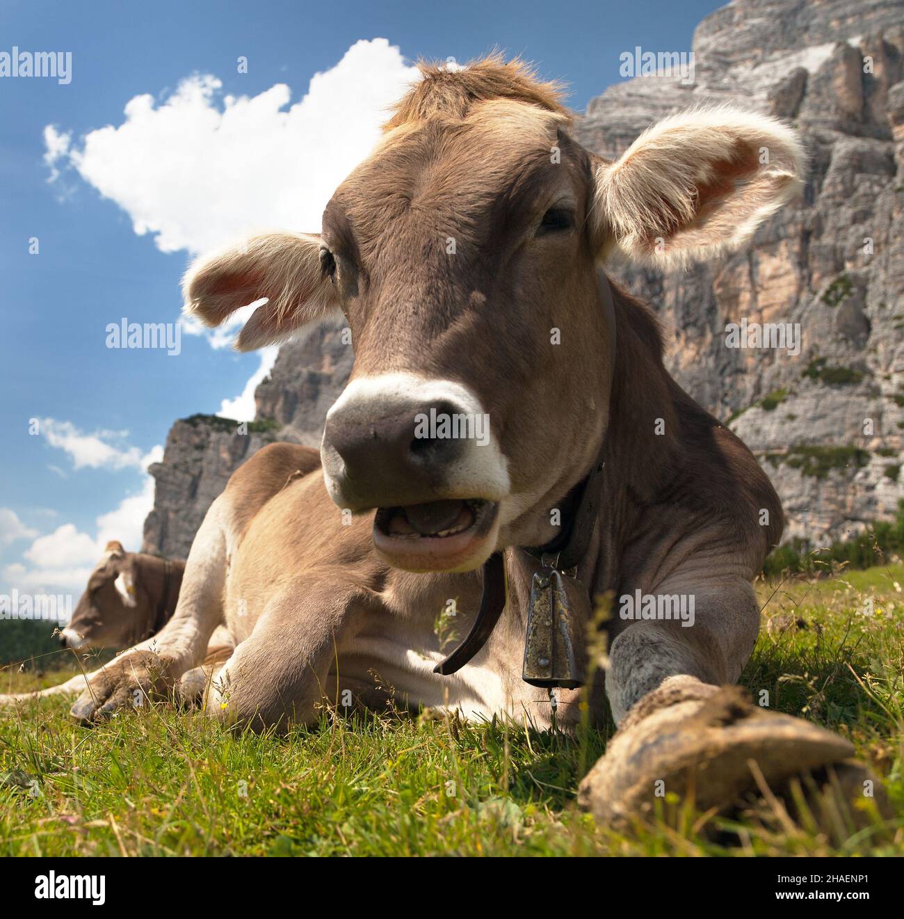 Kopf der braunen Kuh (bos primigenius taurus) mit Kuhglocke unter dem Monte Pelmo, Italien Stockfoto
