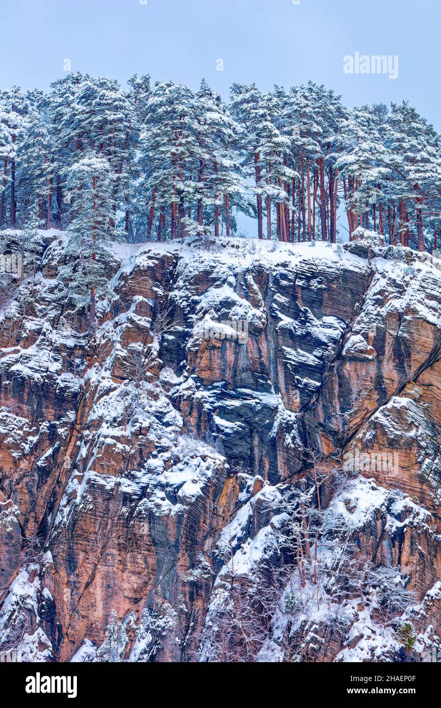 Schneebedeckter Kiefernwald auf den hohen roten Felsen. Winter kaltes Wetter. Winterwunderland. Stockfoto
