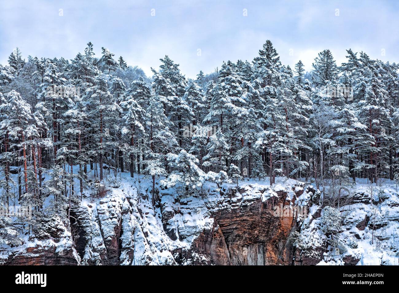 Schneebedeckter Kiefernwald auf den hohen roten Felsen. Winter kaltes Wetter. Winterwunderland. Stockfoto
