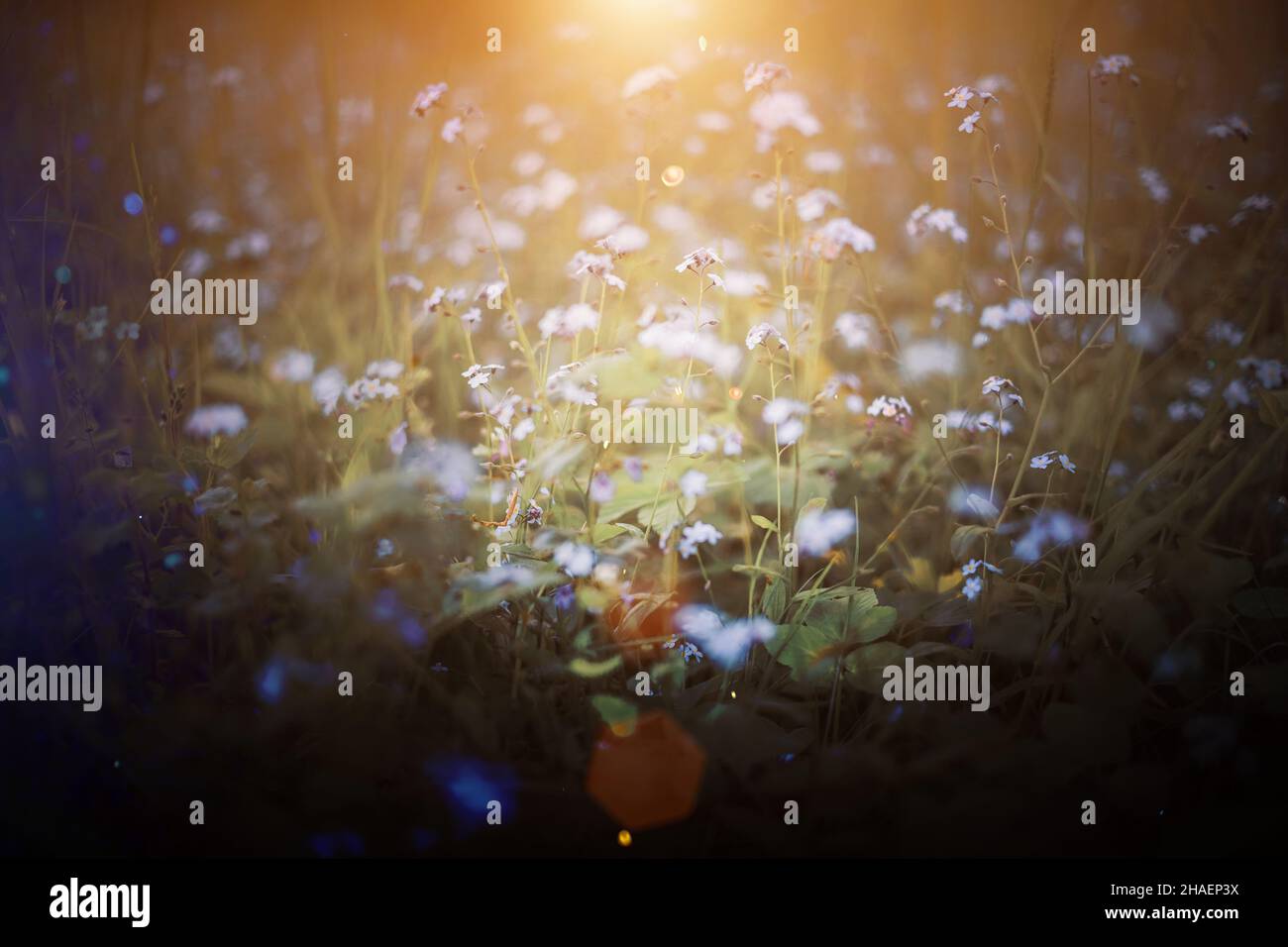 Die Sommerwiese blüht auf dem Sonnenlicht. Natürliche dunkle Textur. Gedämpfter, sanfter Hintergrund Stockfoto