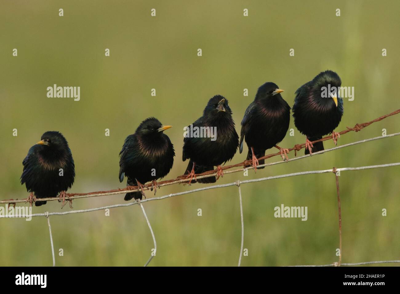 Stare sind das ganze Jahr über eine gesellige Spezies, daher ist es keine Überraschung, dieses Bild einer kleinen Gruppe auf Drähten im Weideland festzuhalten Stockfoto