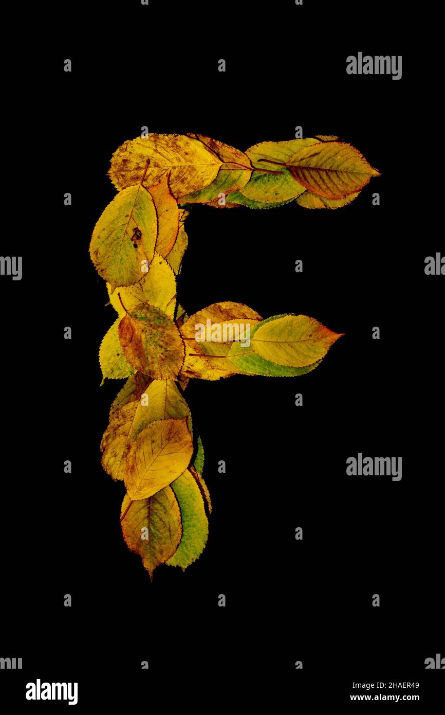 Eine vertikale Aufnahme des Großbuchstabens aus Herbstblättern auf schwarzem Hintergrund Stockfoto