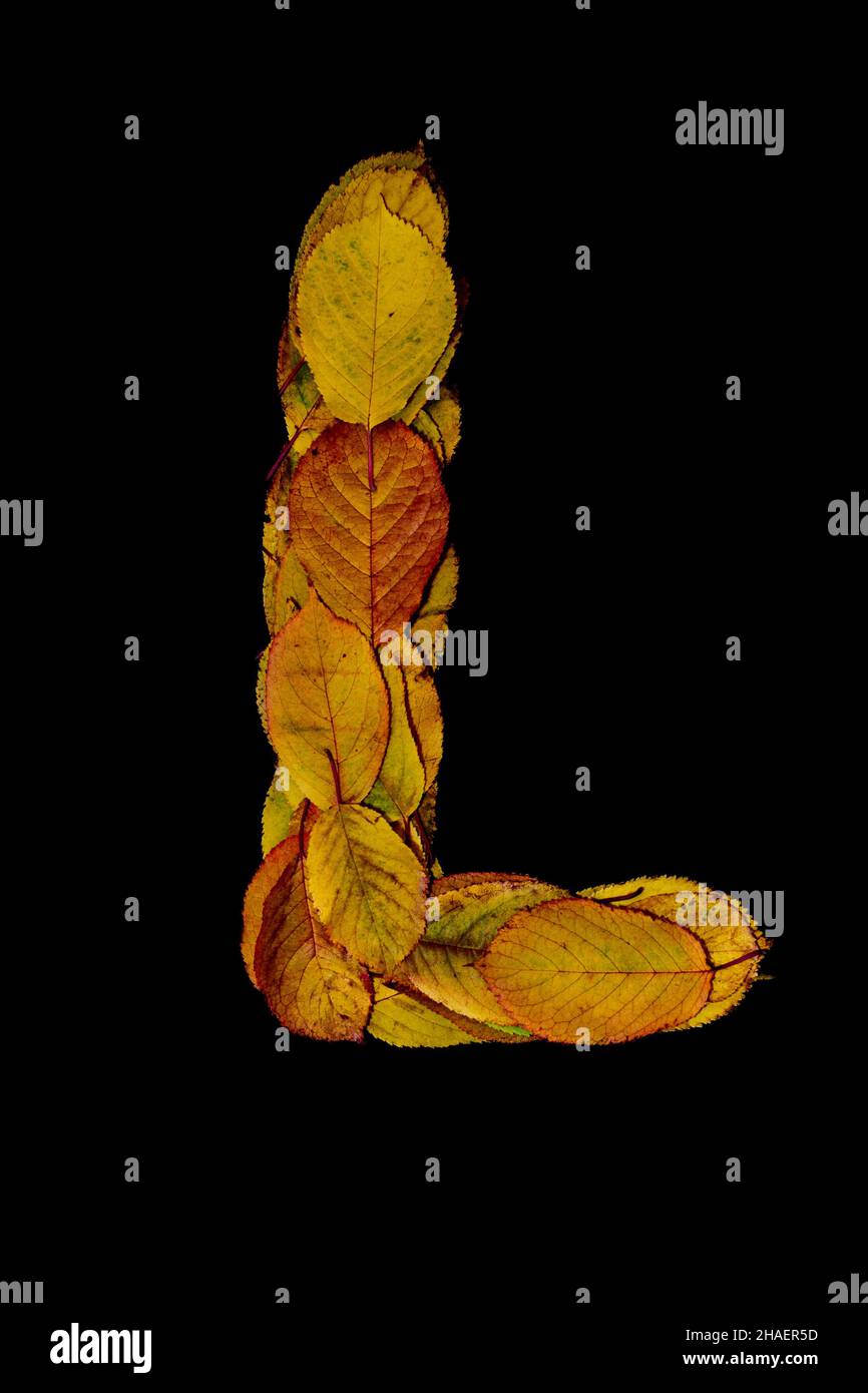 Eine vertikale Aufnahme des Großbuchstabens L aus Herbstblättern auf schwarzem Hintergrund Stockfoto