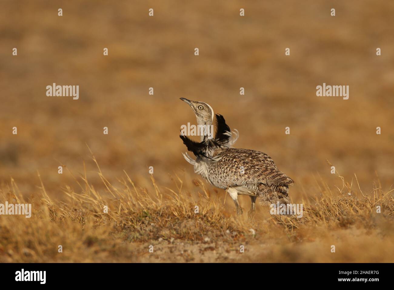 Auf den Ebenen auf Lanzarote finden Sie Houbara-Trappe, Steincurlew und cremefarbenen Courser, eine großartige Reise, die legal auf den Spuren bleibt. Stockfoto