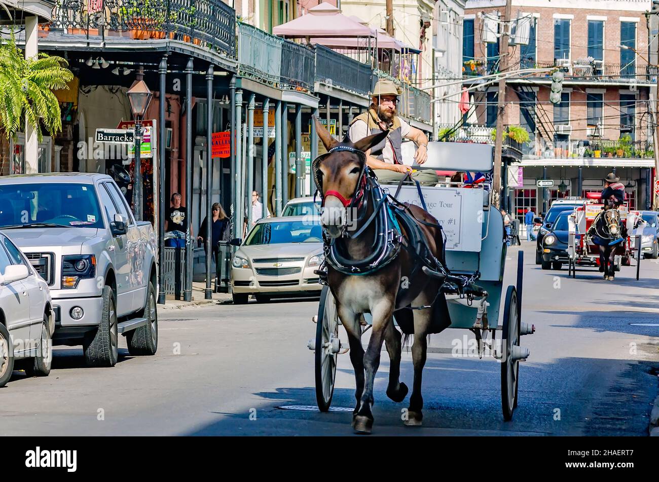 Pferdekutschen fahren am 15. November 2015 in New Orleans, Louisiana, die Decatur Street im French Quarter entlang. Stockfoto