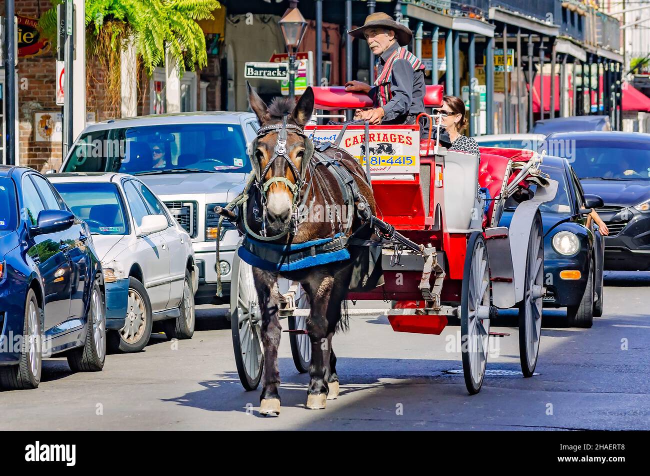 Eine Pferdekutsche fährt am 15. November 2015 in New Orleans, Louisiana, die Decatur Street im French Quarter entlang. Stockfoto