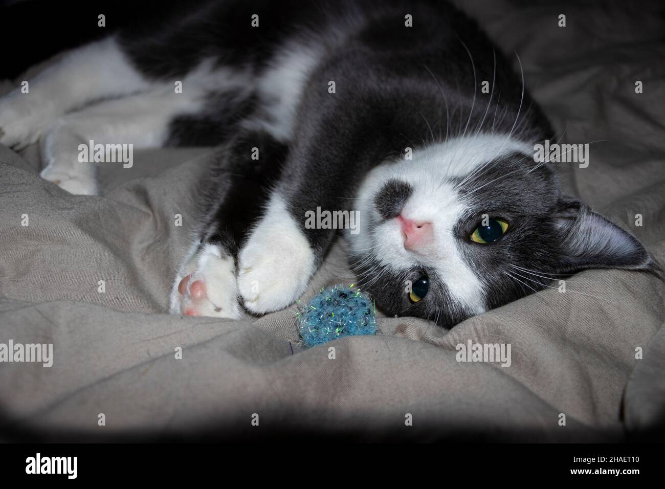 Graues und weißes Kätzchen, das mit dem Ball auf dem Bett spielt und kopfüber auf die Kamera schaut Stockfoto