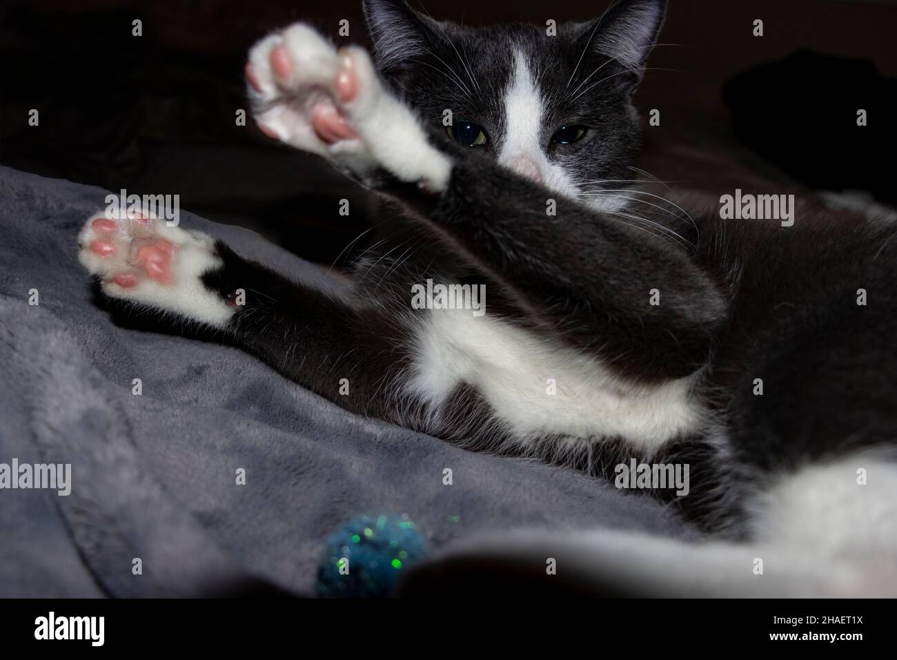 Graue und weiße Kätzchen, die auf weichen Bettelarmen vor dem Gesicht spielen, wobei Schleppbohnen auf den Pfoten zu sehen sind Stockfoto