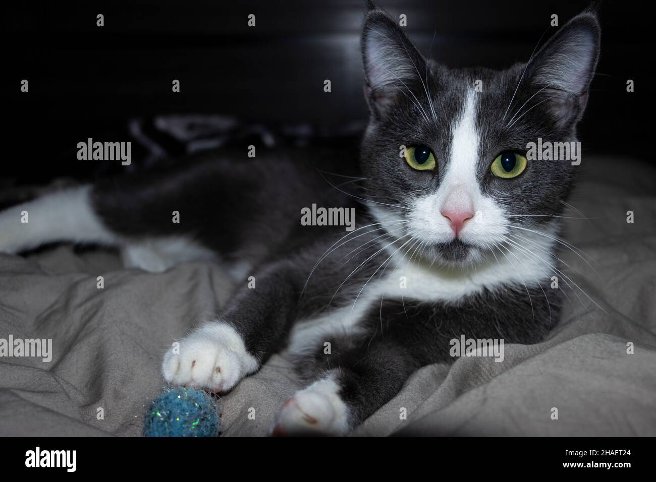 Graues und weißes Kätzchen mit leuchtend grünen Augen und rosa Nase, die auf dem Bett liegt und die Kamera mit Ball für Pfote anschaut Stockfoto