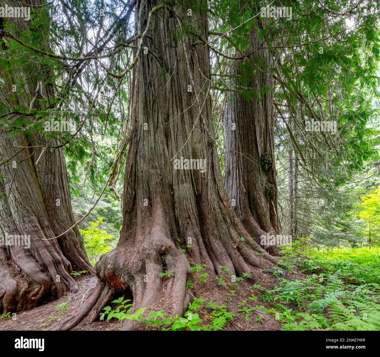 Riesige Bäume bilden einen Zedernwald aus Idaho Stockfoto