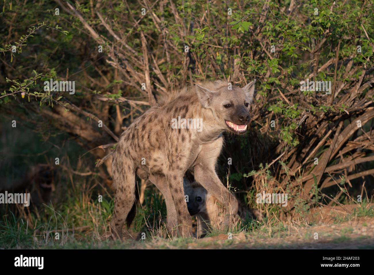 Hyena im Krüger National Park, Südafrika Stockfoto