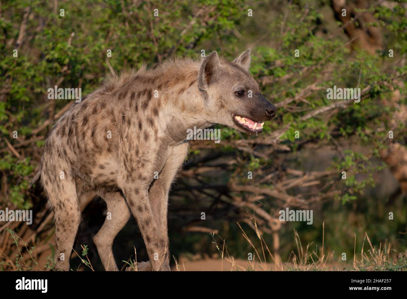 Hyena im Krüger National Park, Südafrika Stockfoto