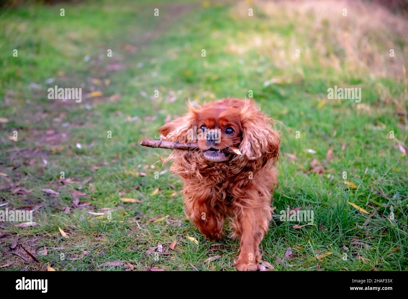 Ein Hund der Rasse Cavlier King Charles Spaniel läuft über die Wiese und holt den Stock Stockfoto