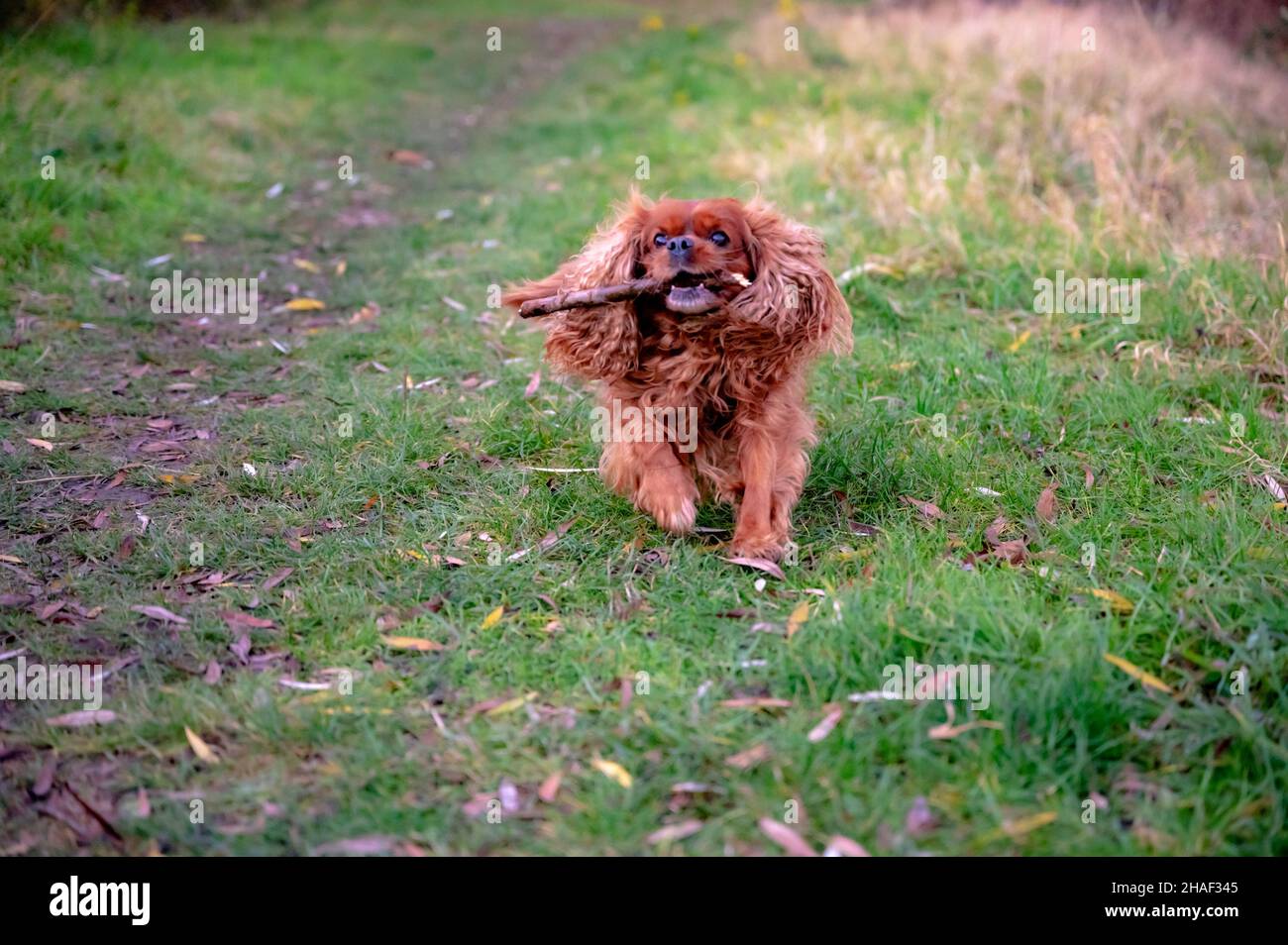 Ein Hund der Rasse Cavlier King Charles Spaniel läuft über die Wiese und holt den Stock Stockfoto