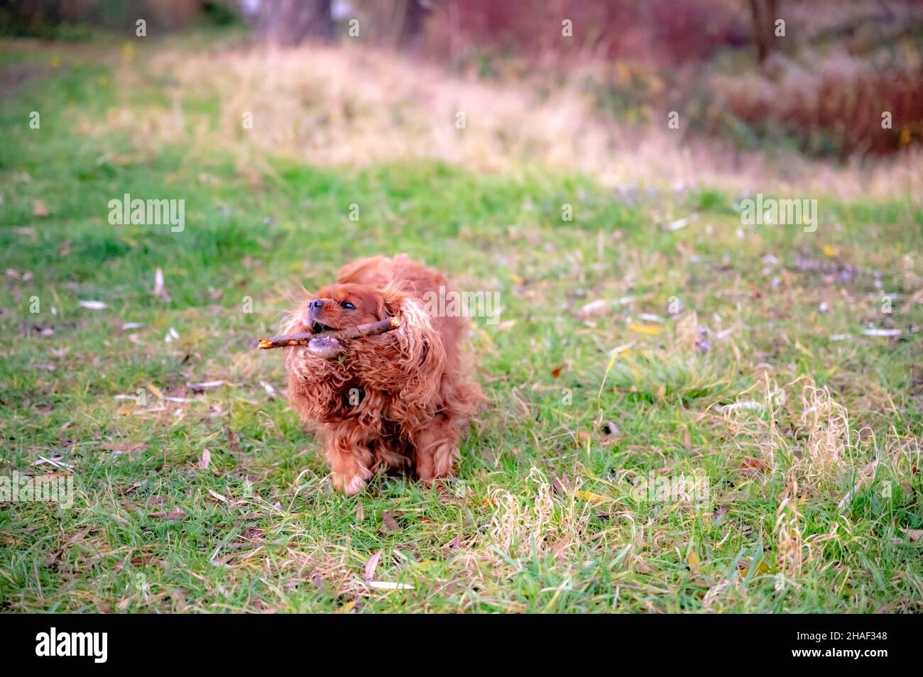 Ein Hund der Rasse Cavlier King Charles Spaniel läuft über die Wiese und holt den Stock Stockfoto