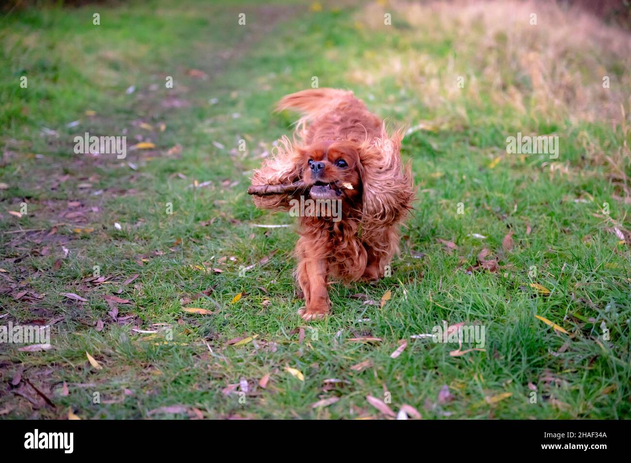 Ein Hund der Rasse Cavlier King Charles Spaniel läuft über die Wiese und holt den Stock Stockfoto