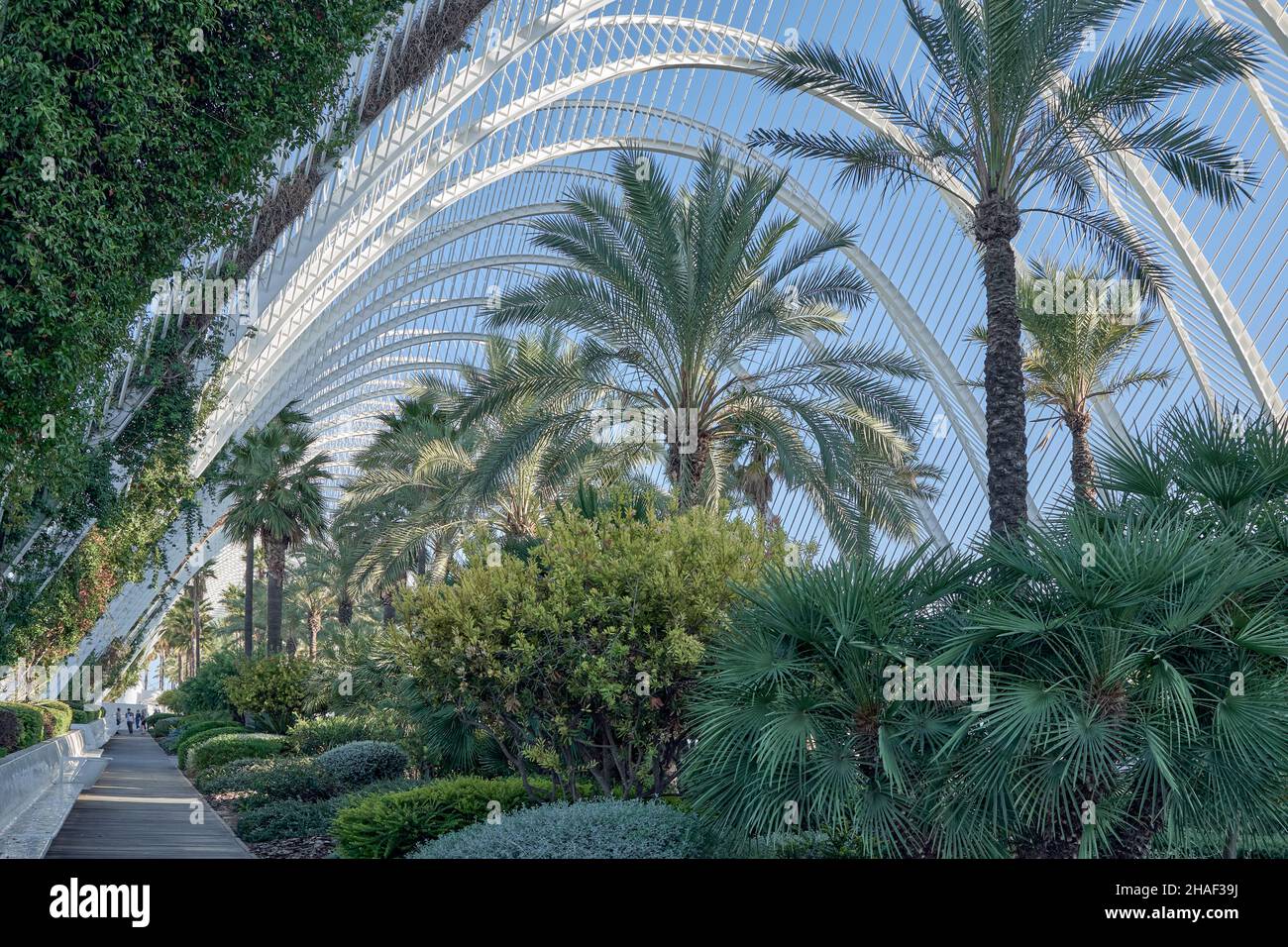 Palmengarten in der Stadt der Künste und Wissenschaften, Calatrava, Architektur, modern, Valencia, Spanien, Europa Stockfoto