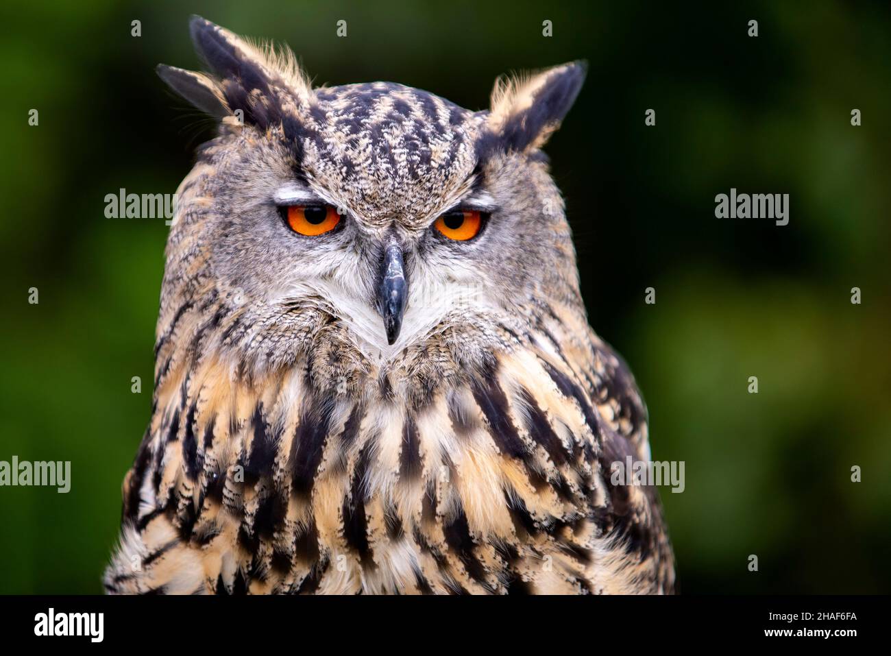 Schöne Eule mit großen orangefarbenen bunten Augen Stockfoto