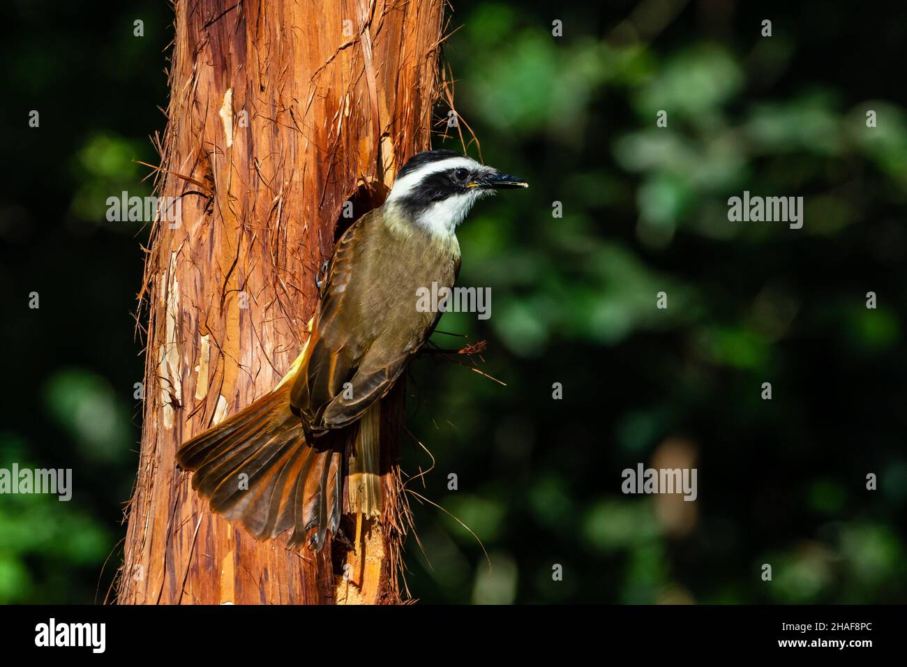 Tolles Kiskadee in Südtexas Stockfoto