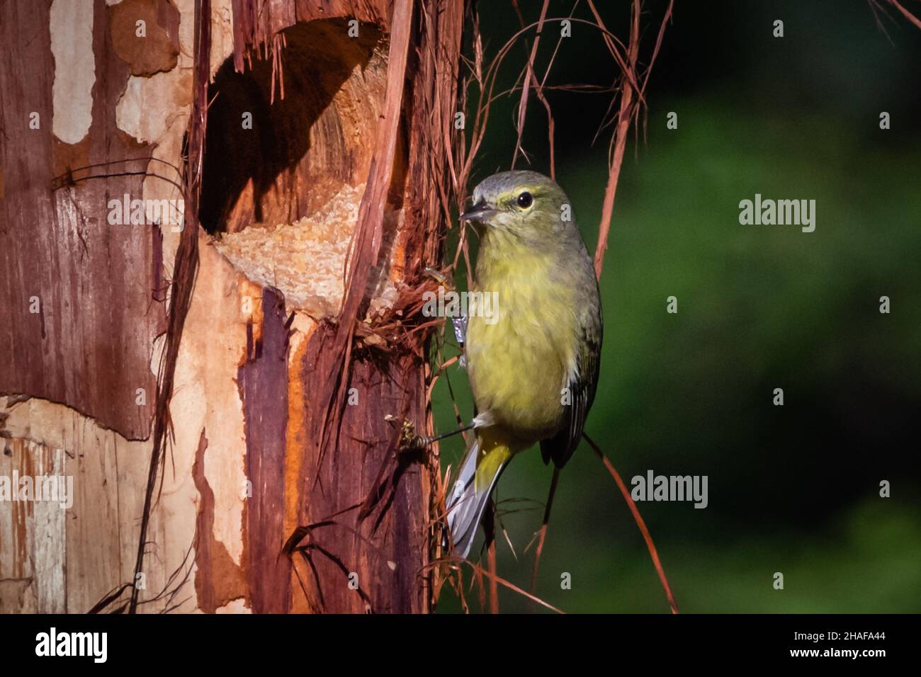 Orangefarbener Waldsänger, der auf einem Zedernbaum ruht Stockfoto