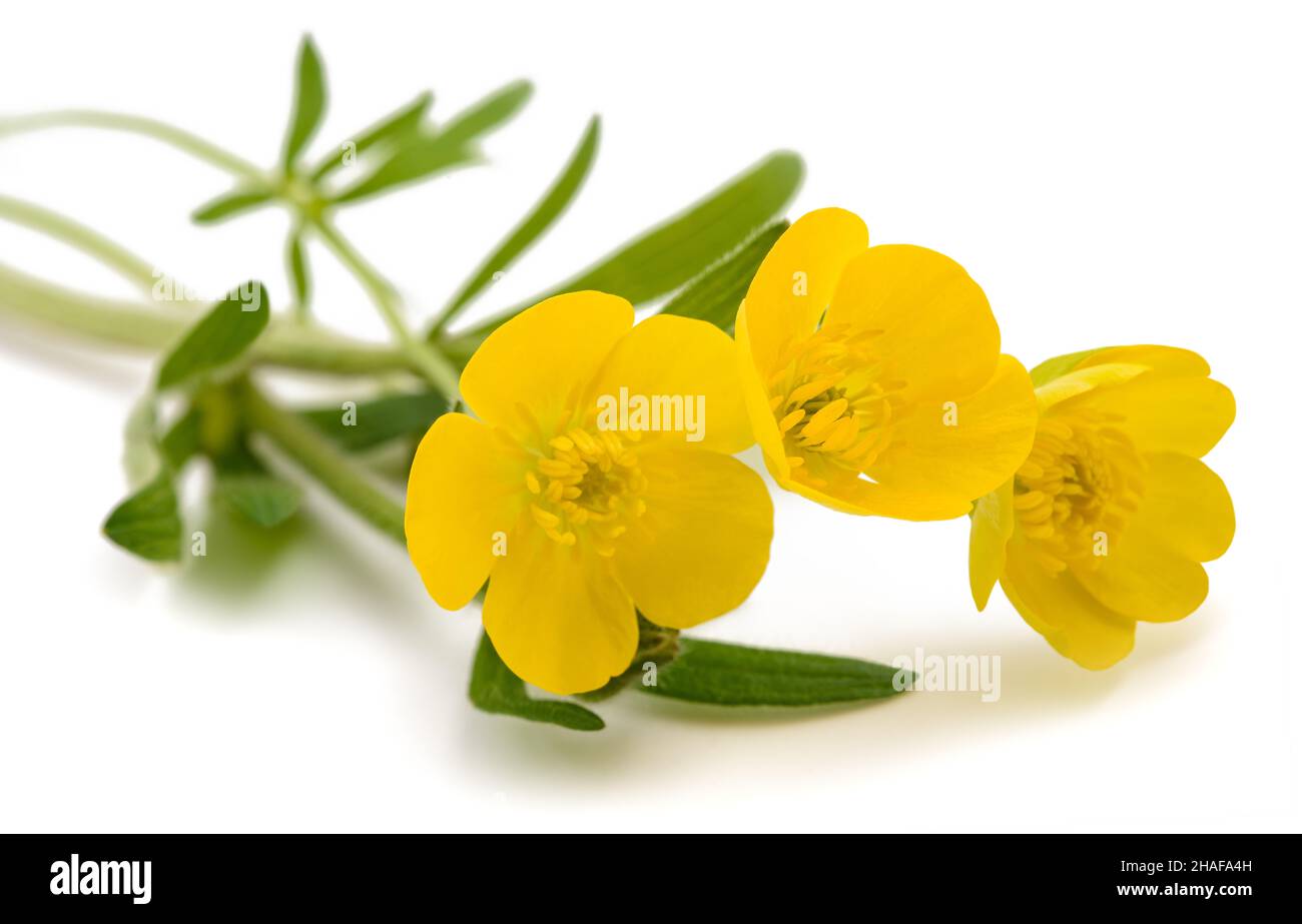 Wollige Butterblumen auf weißem Hintergrund isoliert Stockfoto