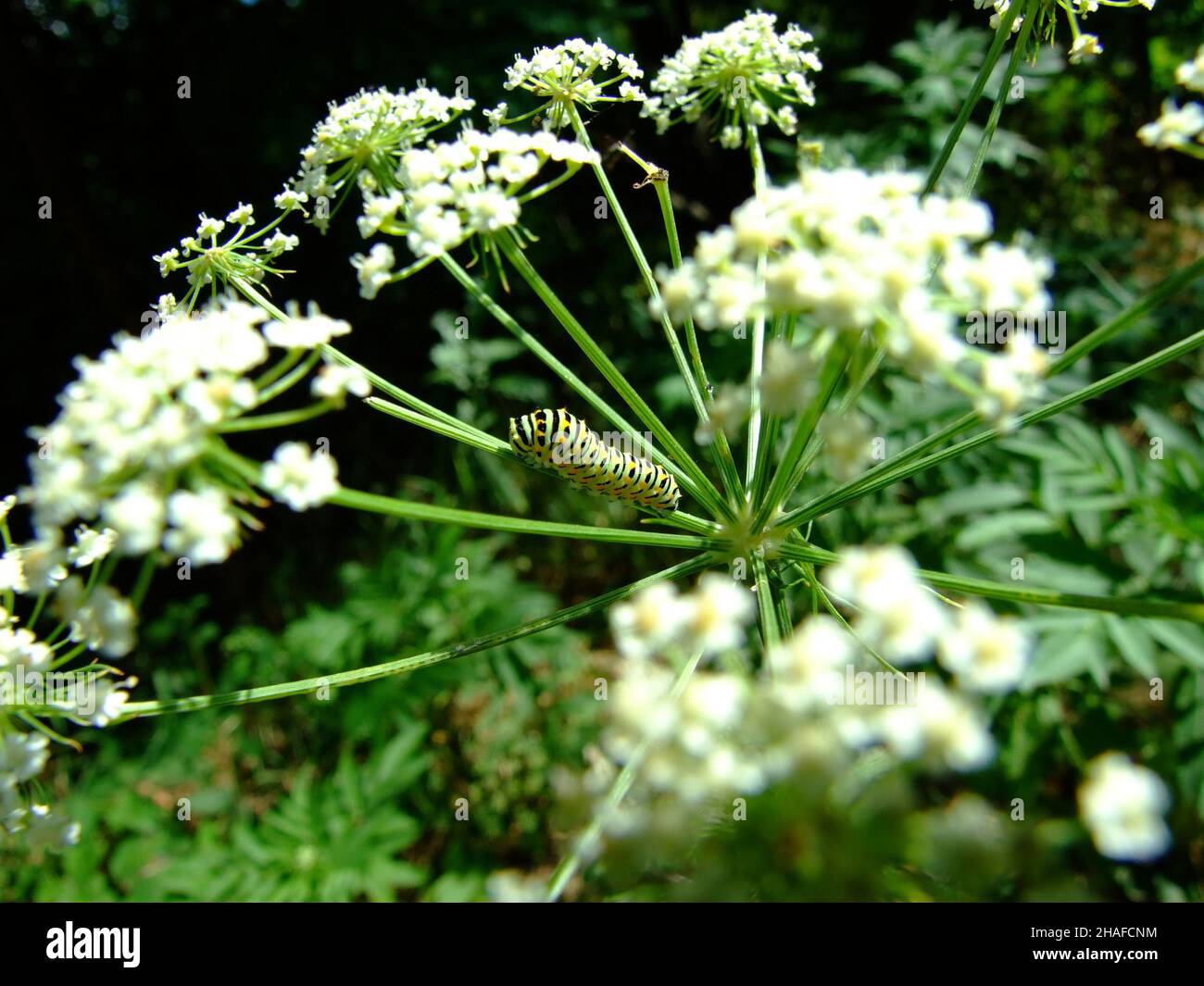 Eine Raupe auf der weißen Blume Stockfoto