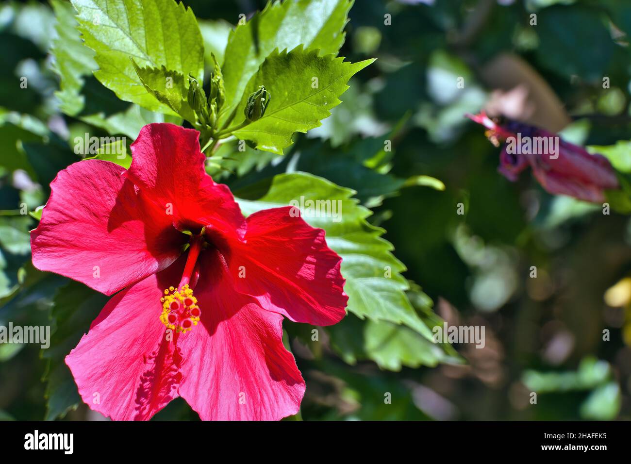 Hibiscus rosa-sinensis, besser bekannt als Hibiskus, chinesische Rose, küssende Blume, Kardinal, Mohn, Japanische Nelke, unter vielen anderen Namen. Stockfoto