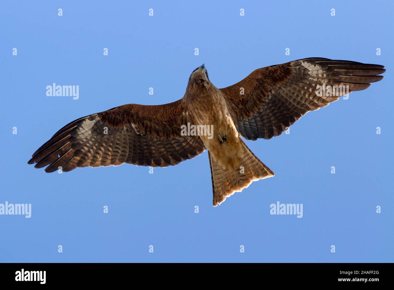 Ein schwarzer Drachen (Milvus migrans) von unten mit ausgestreckten Flügeln. Kanagawa, Japan. Stockfoto