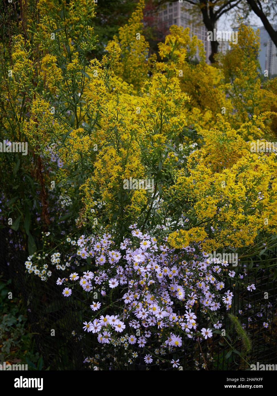 Lila und gelbe Herbstblumen im Stadtgarten Stockfoto