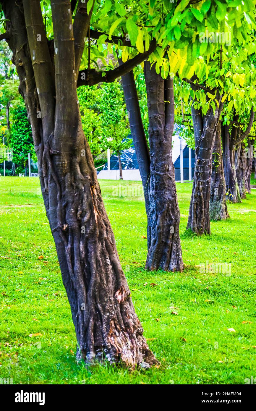 Im Viertel des Civilian war Memorial wachsen wunderschöne Bäume. Stockfoto