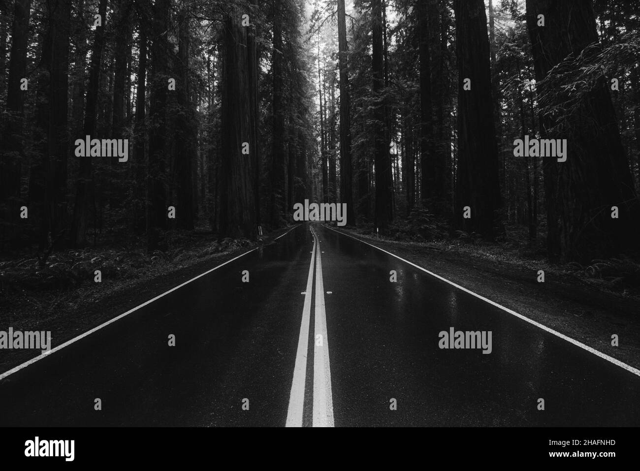Nasse Autobahn durch gruseligen dunklen Wald, schwarz-weißes Bild Stockfoto