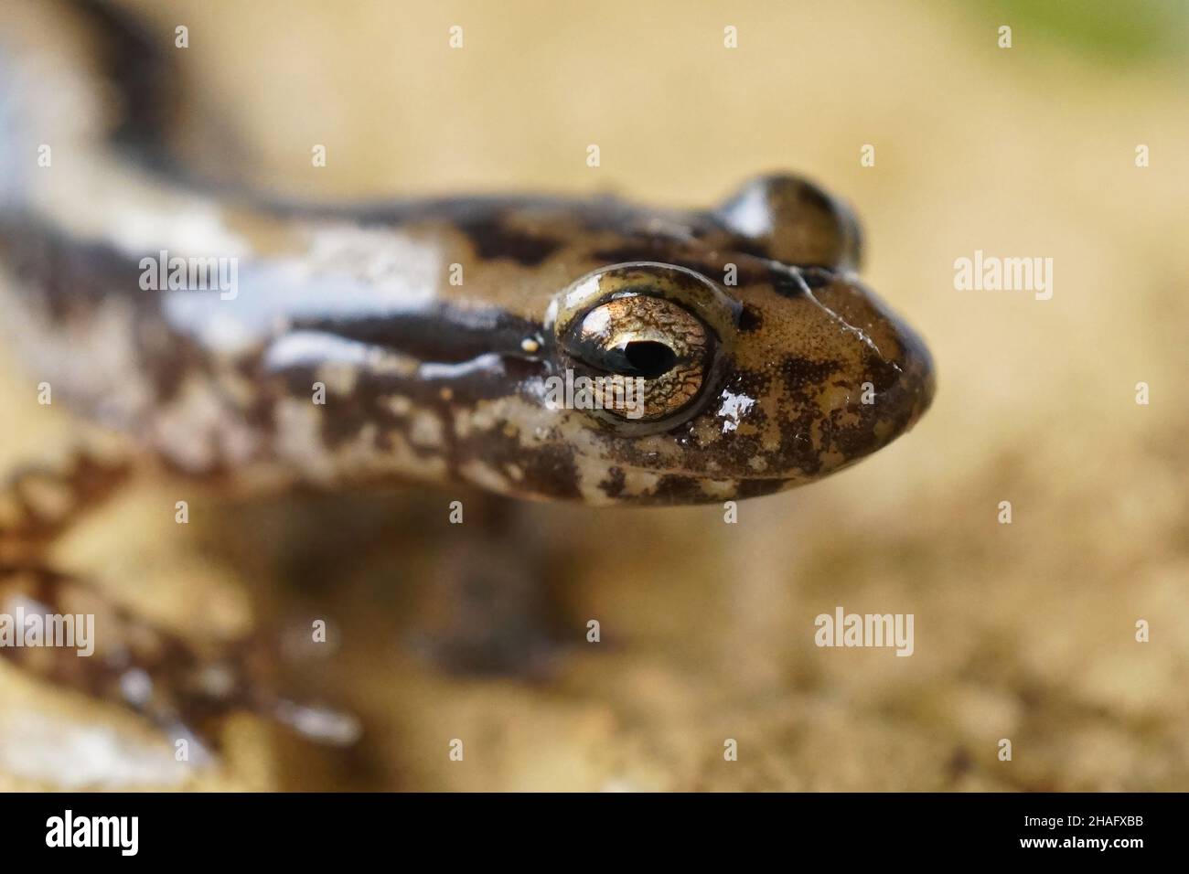 Frontale Nahaufnahme des dreilinigen Salamanders, Eurycea guttolineata Stockfoto