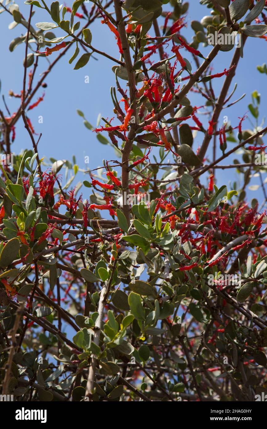 Plicosepalus acaciae (syn. Loranthus acaciae), die Akazienriemchenblume, ist eine Art hemiparasitärer Blütenpflanze aus der Familie der Loranthaceae. IT i Stockfoto