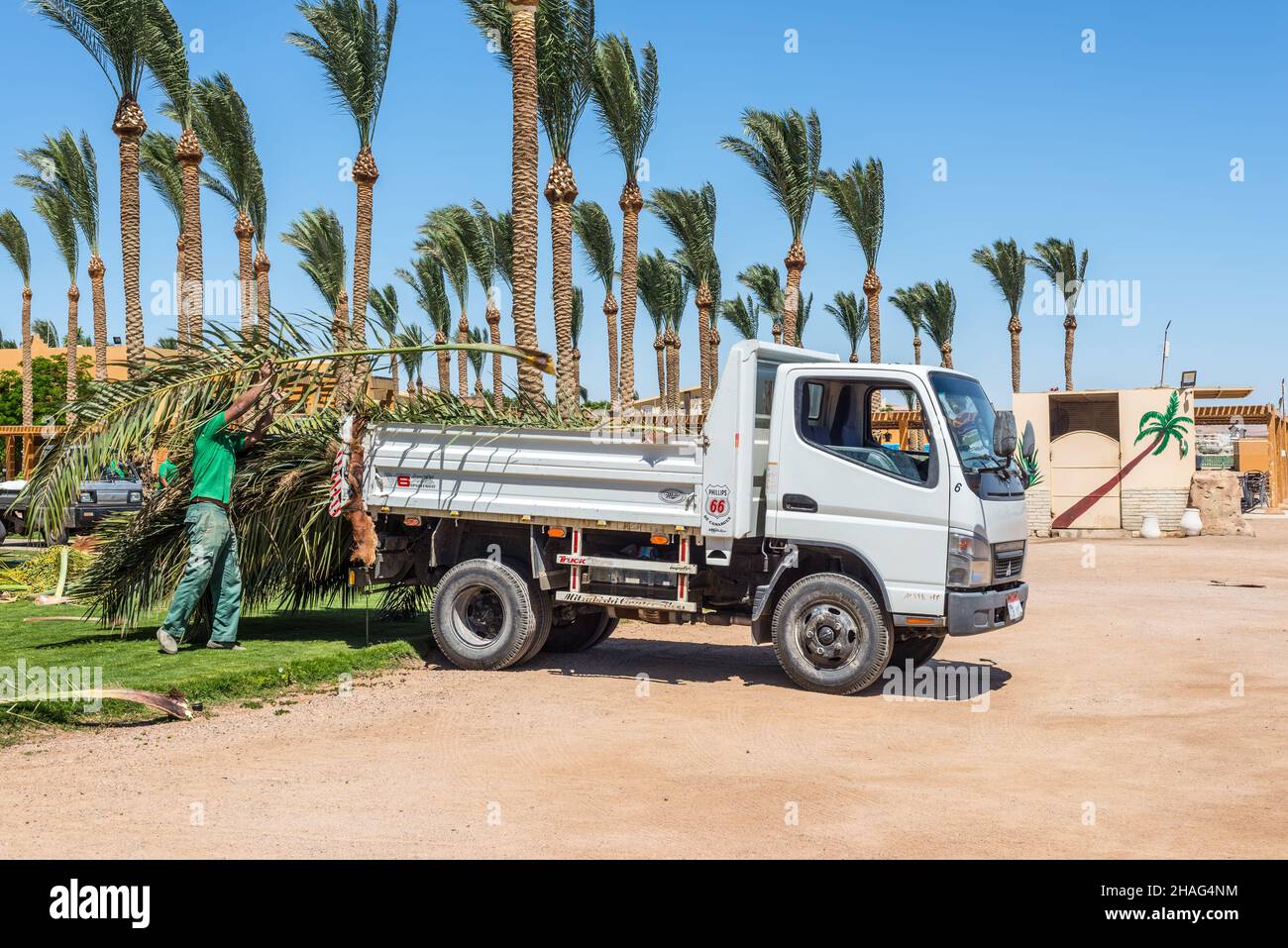 Hurghada, Ägypten - 24. Mai 2021: Arbeiter lädt Palmblätter in ein Auto, nachdem er Palmen in der Makadi Bay, einer von Ägyptens wunderschönen Roten Meer-Rivie, geschnitten hat Stockfoto