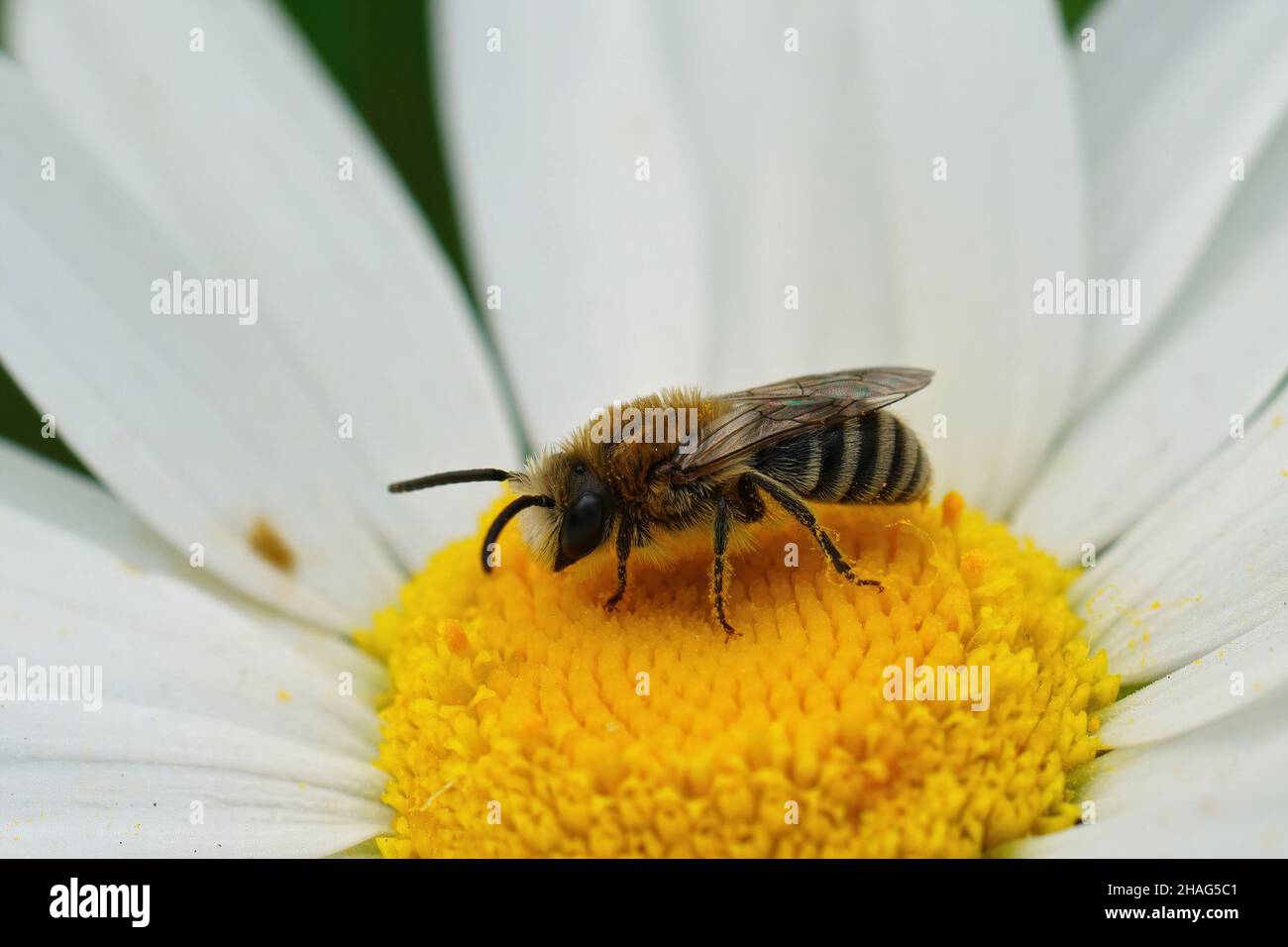 Nahaufnahme einer Davies' Cellophan Biene, Colletes daviesanus , die auf einer weißen Blume im Garten sitzt Stockfoto