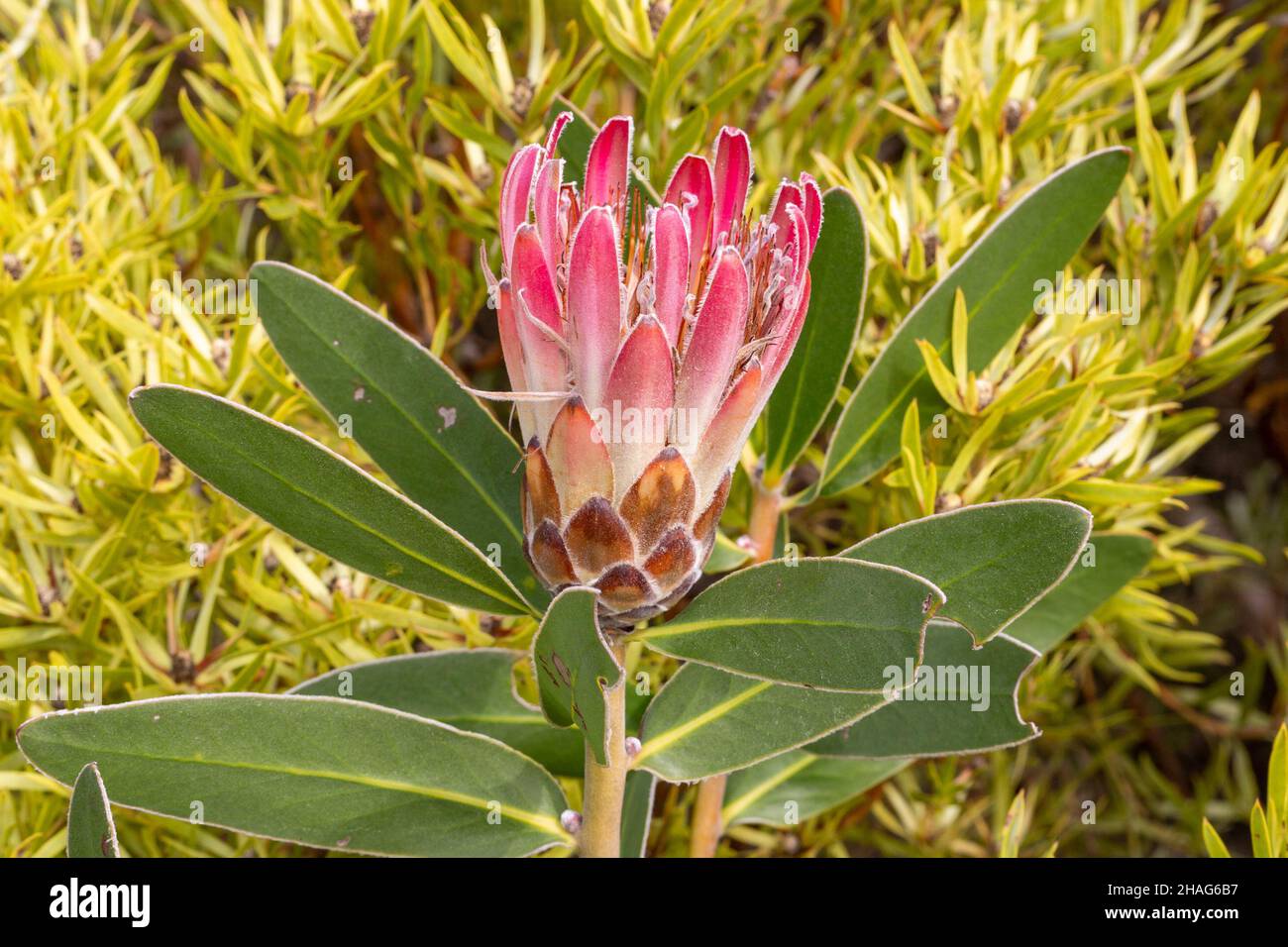 Nahaufnahme einer einzelnen Blume eines Protea in der Nähe von Napier im westlichen Kap von Südafrika Stockfoto