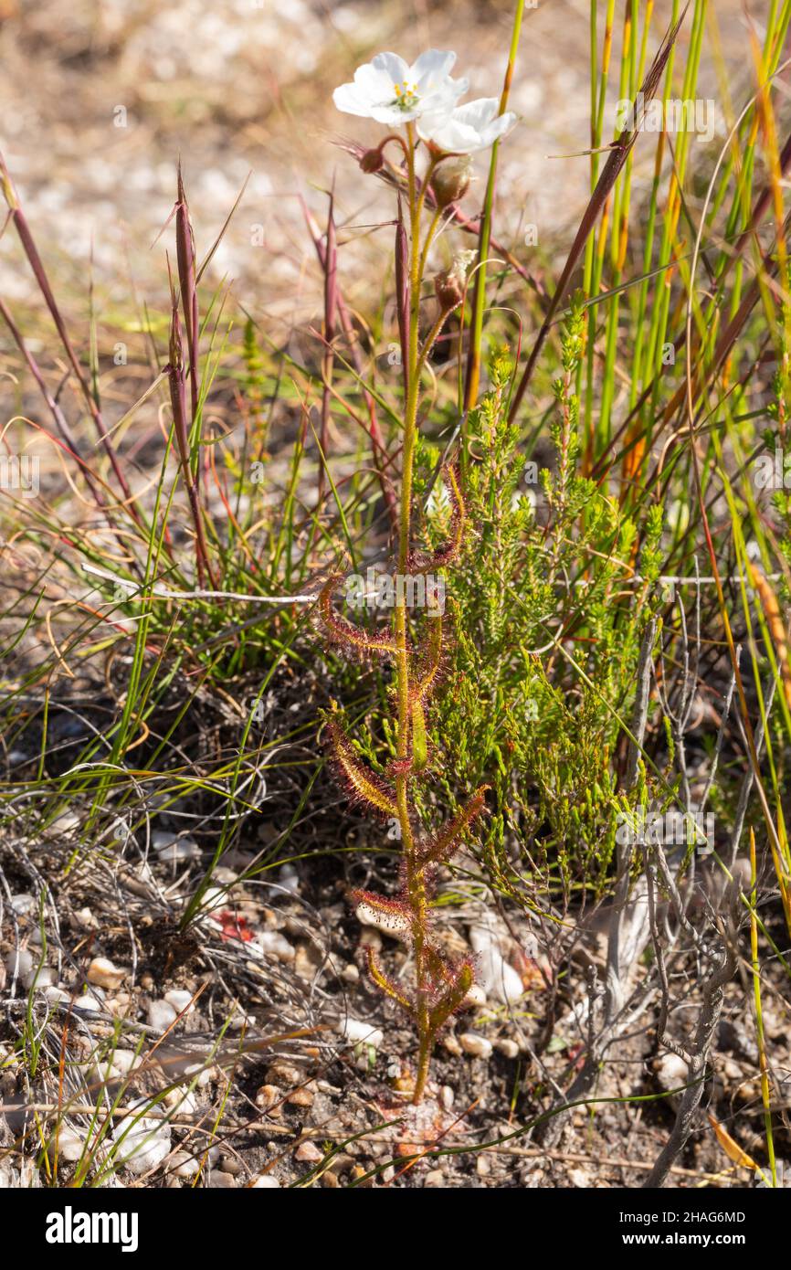 Einzelpflanze von Drosera cistiflora, gesehen in der Nähe von Stanford im westlichen Kap von Südafrika Stockfoto
