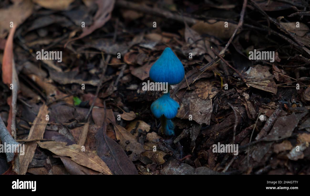 Entoloma virescens (oder hochstetteri) - Himmelblauer Pilz Stockfoto