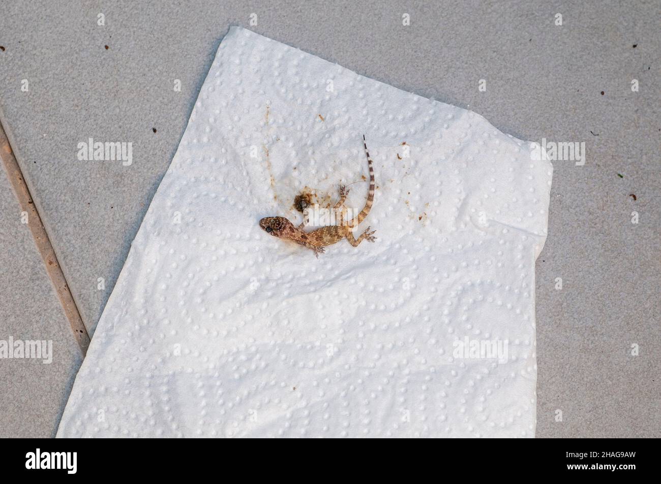 Toter mediterraner Hausgecko (Hemidactylus turcicus), fotografiert in Israel Stockfoto