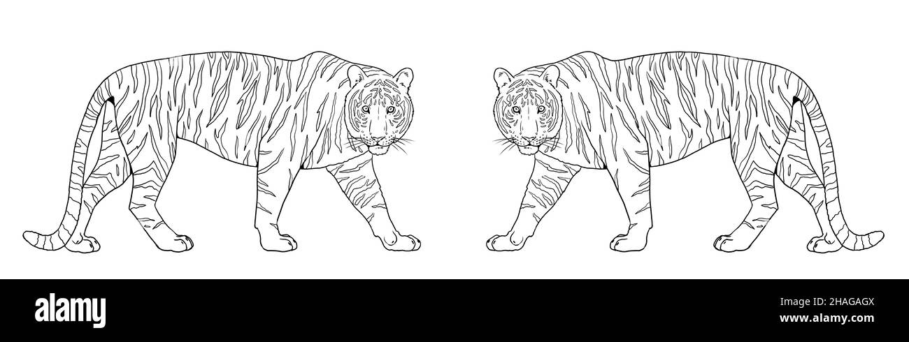 Bengalische Tiger-Illustration. Große Katze zum ausmalen. Stockfoto