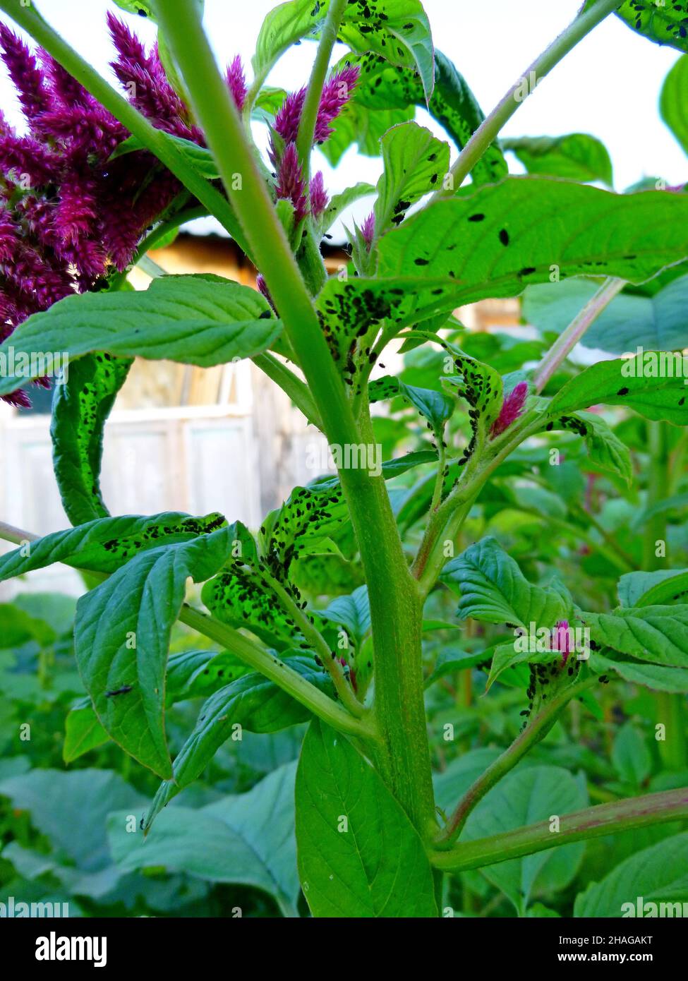 Insektenschädlinge, Blattläuse, auf den Blättern und Früchten von Pflanzen. Amaranth wird von schädlichen Insekten angegriffen Stockfoto