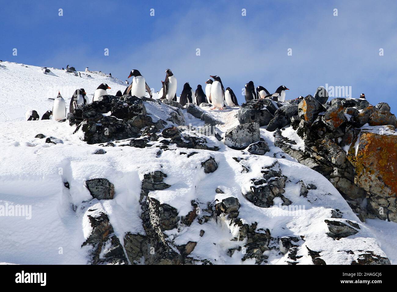 Eselspinguine (Pygoscelis papua). Gentoo Penguins wachsen in Längen von 70 Zentimeter und leben in großen Kolonien auf antarktischen Inseln. Sie ernähren sich von Pl Stockfoto