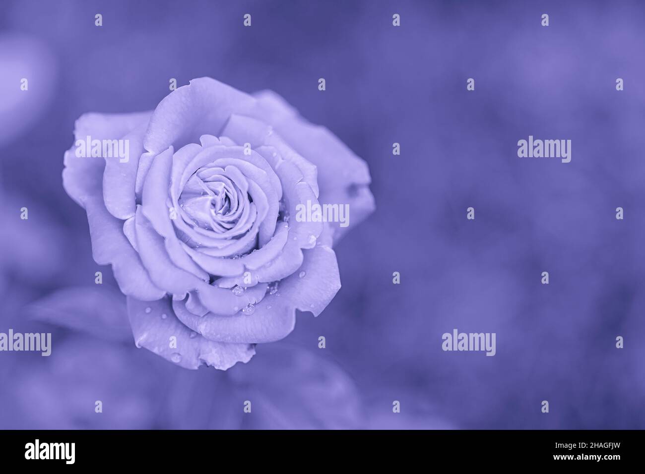 Rose auf violettem Hintergrund, getöntes Bild Stockfoto